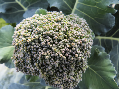 在菜园中生长的西兰花。西兰花卷心菜