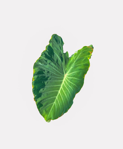 孤立在白色背景上热带叶
