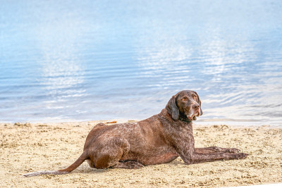 一个夏天，德国短毛猎犬躺在湖边的沙滩上。他凝视着远处，在侧视中，背景是水