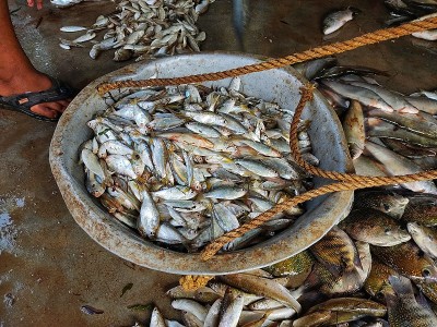 印度鱼市的一个称量桶里有许多小鱼