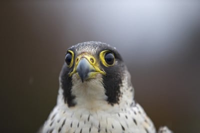 一幅雌游隼的肖像(Falco peregrineus)在德国因鸣响而被抓。