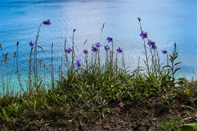 紫色的风铃花盛开在波罗的海悬崖Rügen，德国