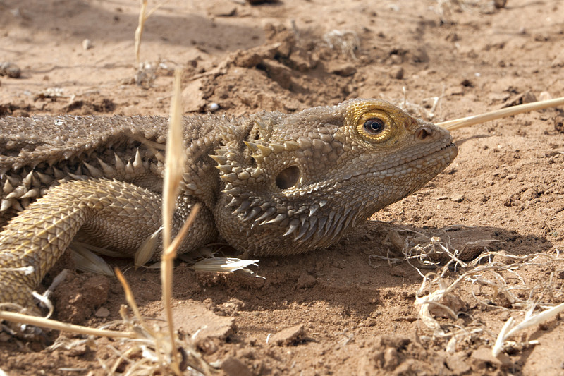 大胡子龙(Pogona barbata)