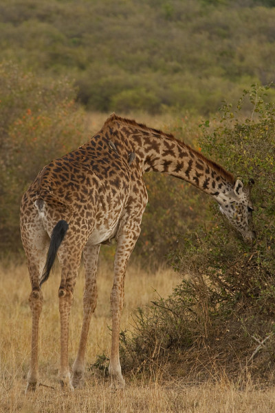Safari