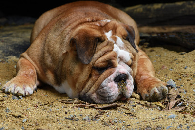年轻的英国斗牛犬
