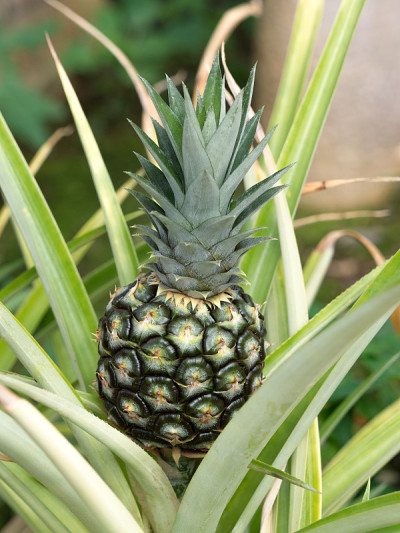 菠萝树