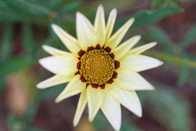 花上花瓣