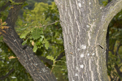 Quercus cerris树