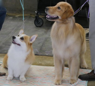 彭布罗克威尔士科基犬