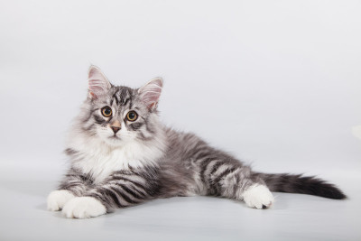 西伯利亚的小猫