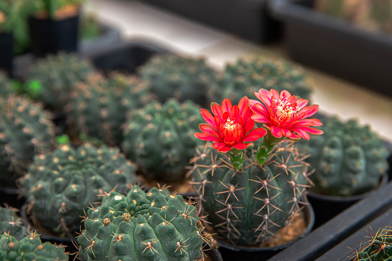 Flower, Texas, Cactus, New Mexico, Desert Area