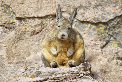 山Viscacha(凉拌卷心菜)