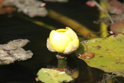 黄莲花