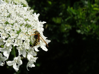 一种欧洲黄蜂在大猪草上吸食花蜜，学名为Heracleum mantegazzianum，