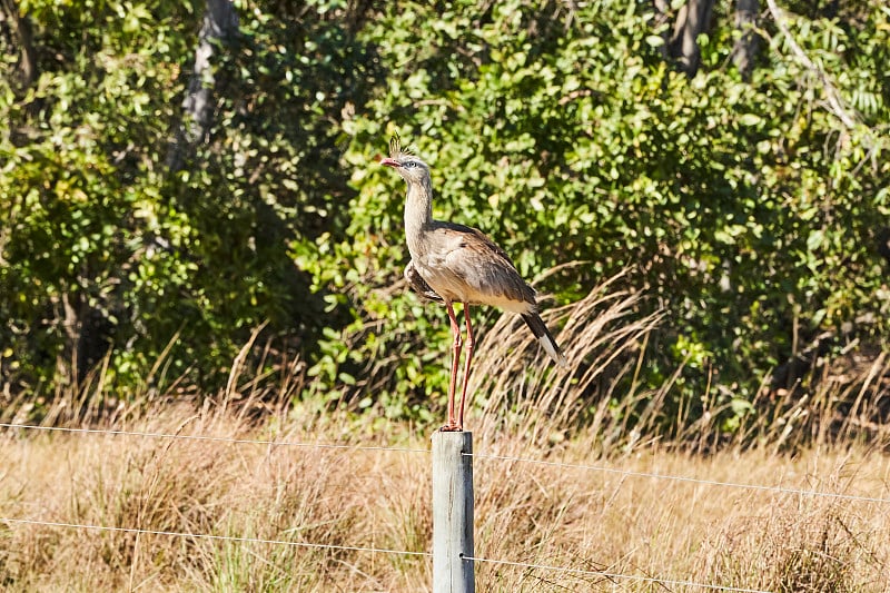 红腿seriema, Cariama cristata，也有冠毛Cariama或冠毛seriema，