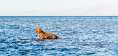 海中的金毛寻回犬