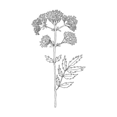 缬草植物手绘矢量墨水素描孤立在白色的背景，线艺术插图设计包装天然化妆品，有机药物，贺卡，草本绿茶