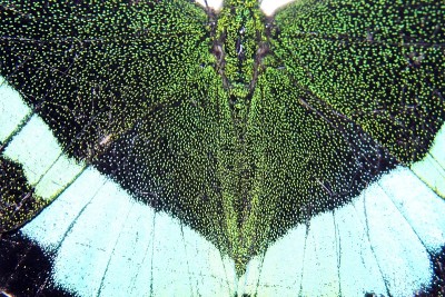 微距拍摄，翡翠孔雀燕尾蝶(Papilio palinurus，雄)。宽阔明亮的翠绿色金属带。后翅边缘
