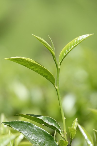 高原的绿茶嫩芽和嫩叶