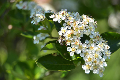 蜜蜂在野莓花上。特写镜头,宏。Aronia melanocarpa