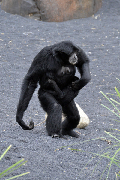 gibbone siamango