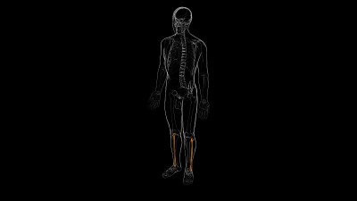 人体骨骼解剖腓骨骨3D渲染