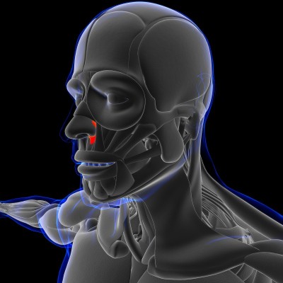 鼻肌解剖医学概念3D