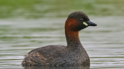 小鸊鷉(Tachybaptus ruficollis)，也被称为dabchick