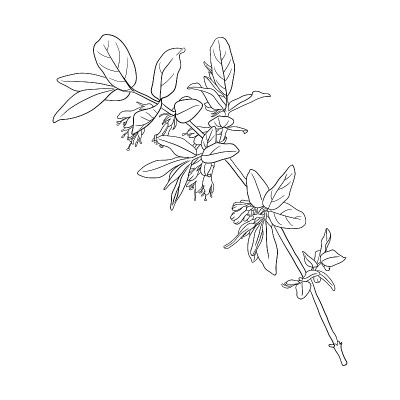 金银花花枝矢量绘制
