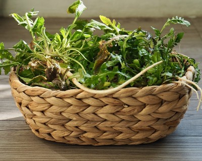 韩国食材荠菜，荠菜