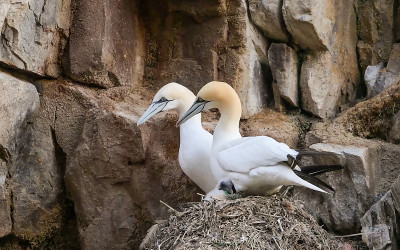 挪威北塘鹅的殖民地。北塘鹅(Morus bassanus)是一种海鸟，是塘鹅科苏里科最大的成员
