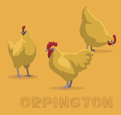 鸡Orpington卡通矢量插图