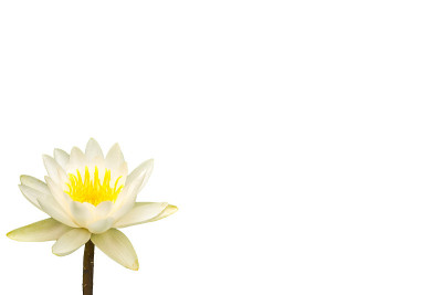 睡莲花