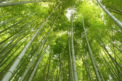 日本竹(一)
