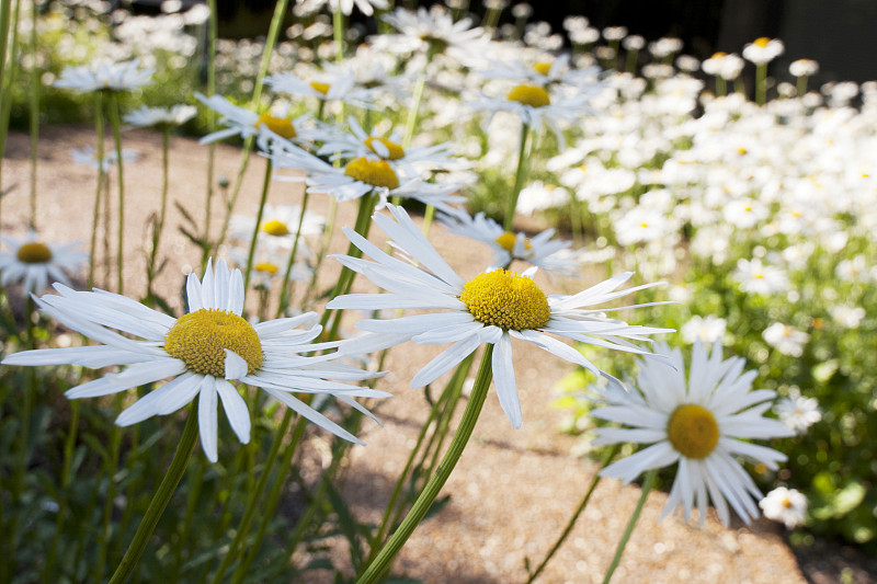 沙士达山雏菊