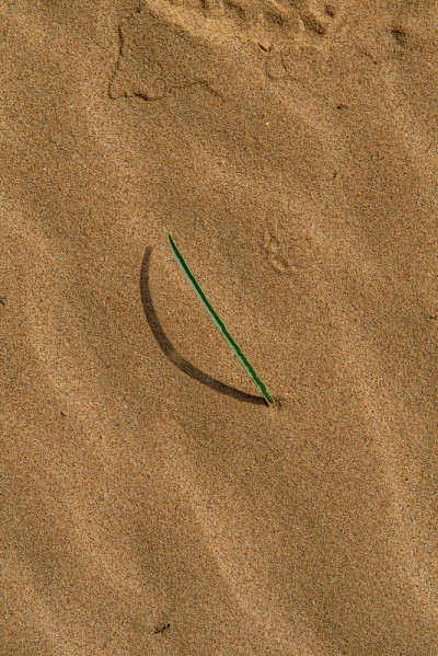 The leaf of a Desert Lilly, Hesperocallis undulata