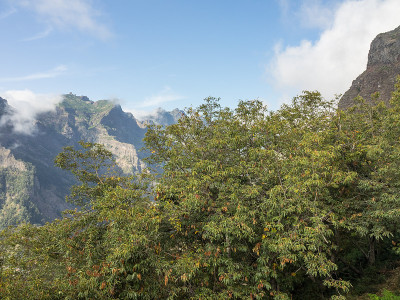 马德拉岛