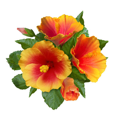 橙色的木槿花和花蕾