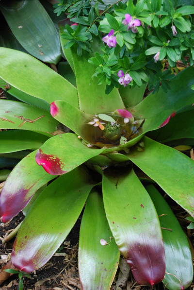 用水和花种植