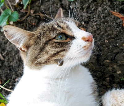 这是猫概念中的一个大问题