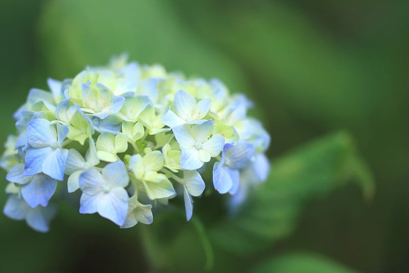 绣球花