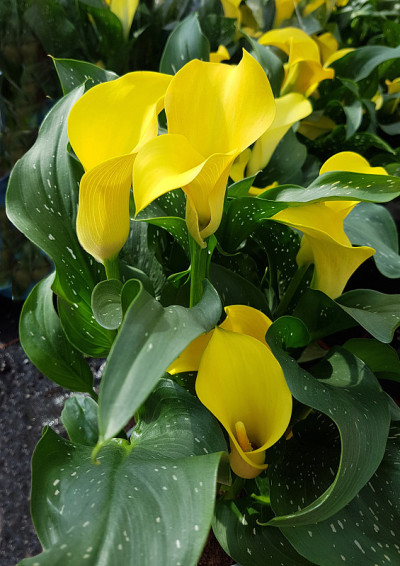 Zantedeschia、黄色花朵