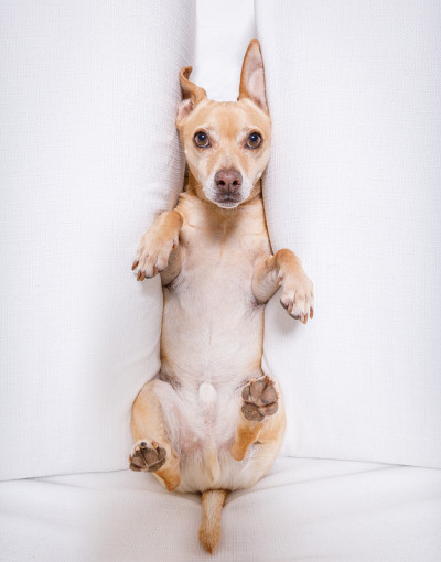 压力下的倦怠犬