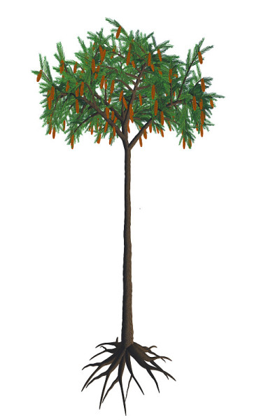 Lepidodendron aculeatum树