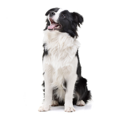 这是一只可爱的边境牧羊犬的照片