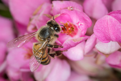 蜜蜂在巴西