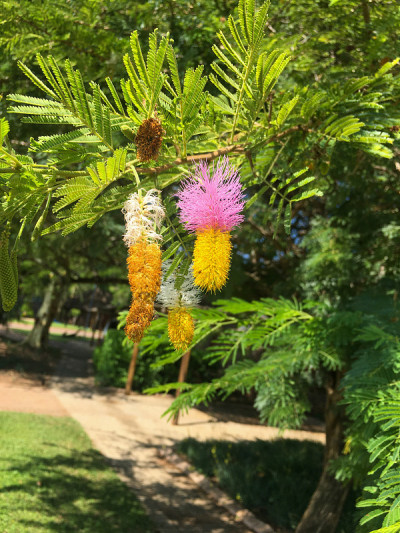 灰竹的花
