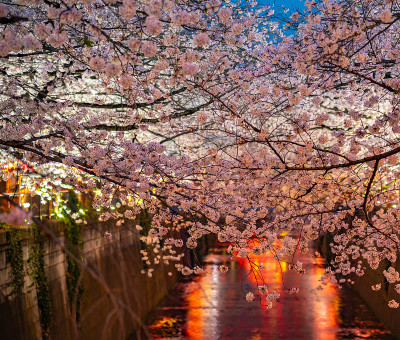 目黑樱花