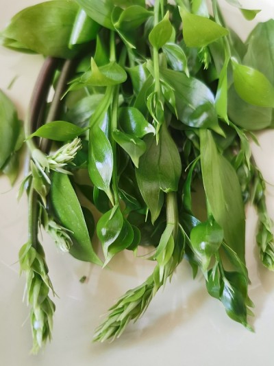 芦笋鲁斯库斯