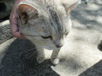 在熊本县麻生市一宫前购物区，一只友好可爱的猫